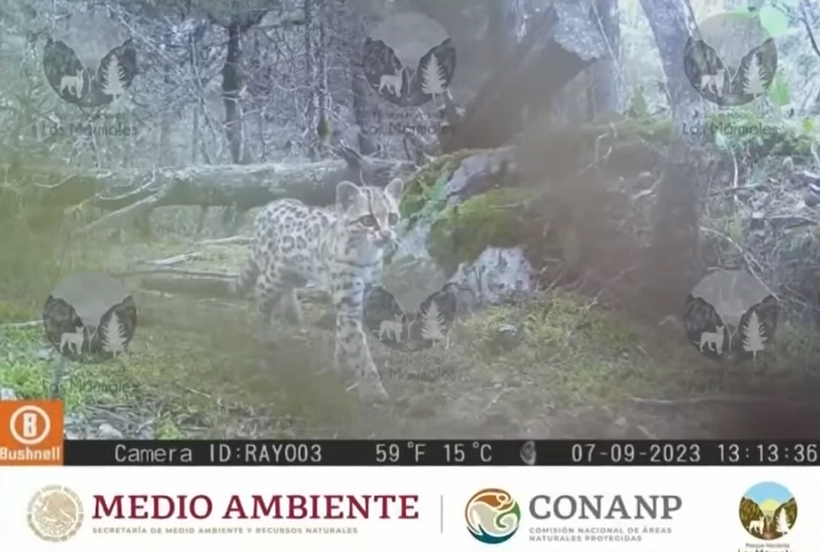 Captan a dos cachorros de leopardo en Los Mármoles, Zimapán