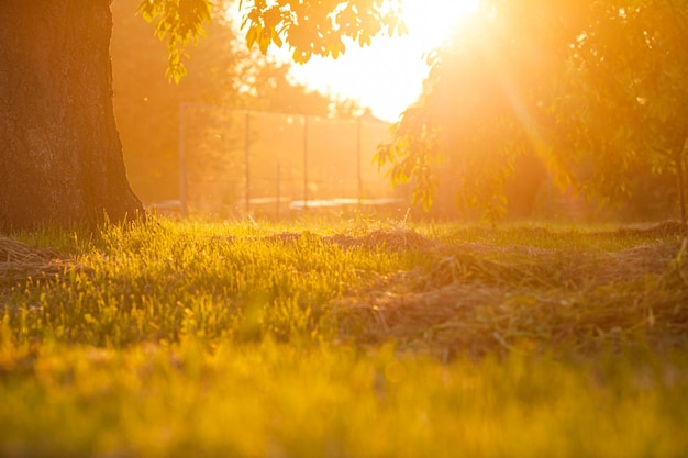 Un rayo de sol en el jardín