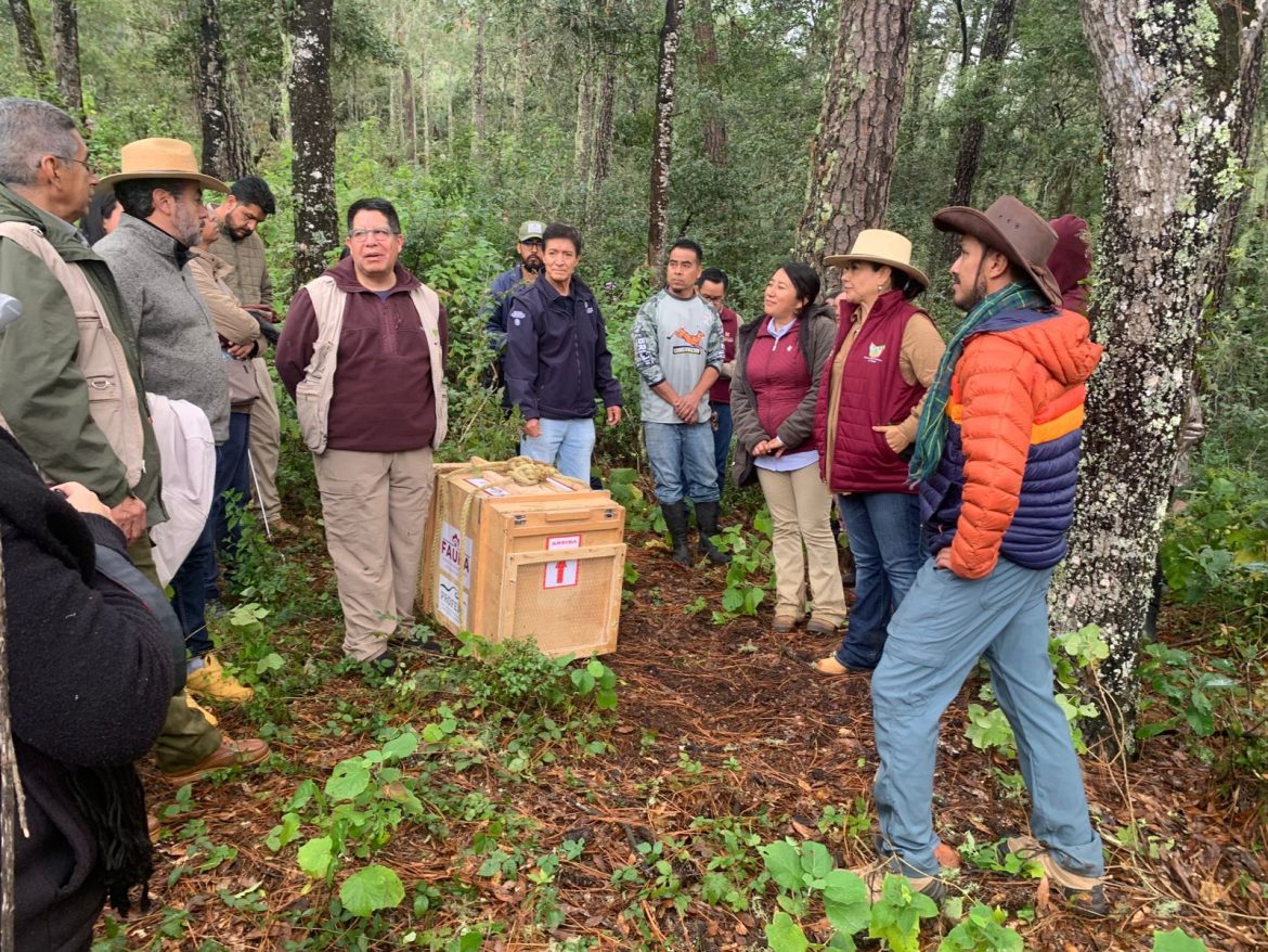 Pachuca devuelve la vida al bosque: liberan tigrillo y zorras grises en Los Mármoles