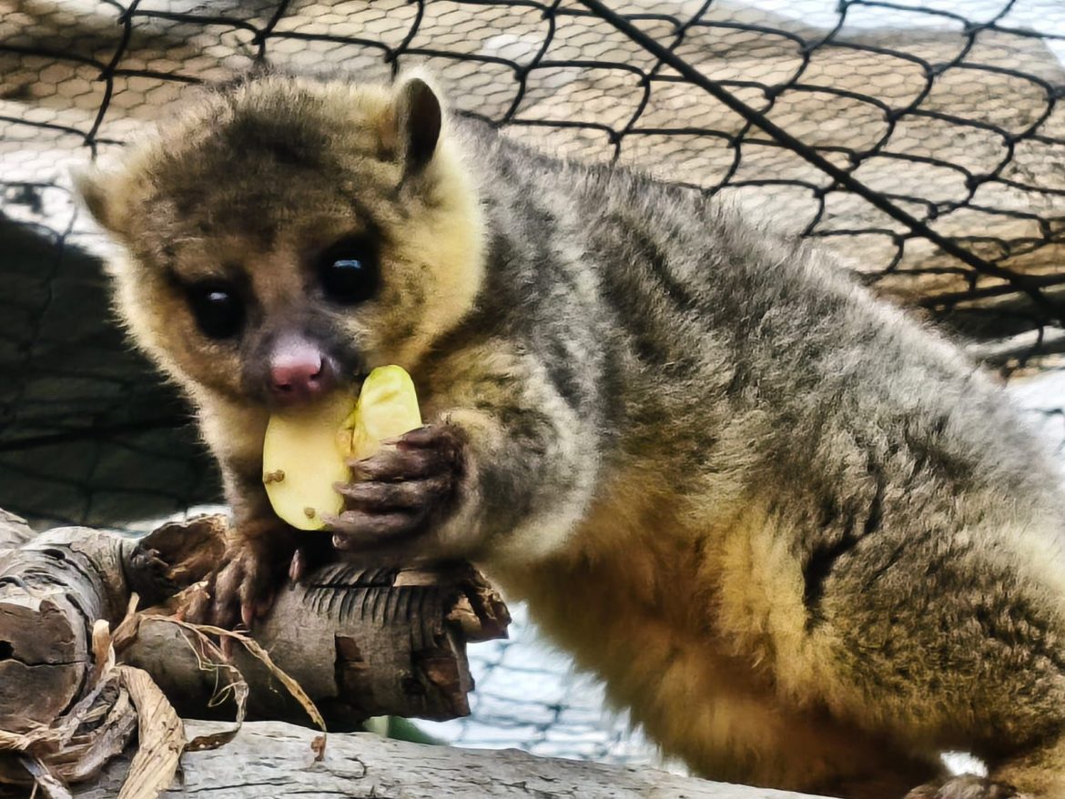 Tena, la sobreviviente del fuego, esperanza para la fauna silvestre en Hidalgo